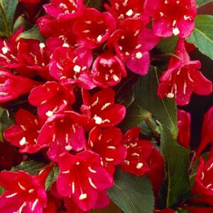 Вейгела цветущая “Ред Принц” в Краснодаре