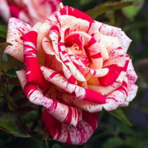 Роза чайно-гибридная Папагено в Краснодаре
