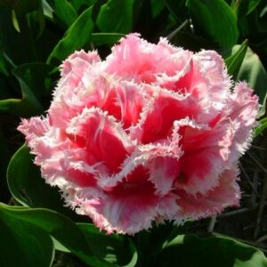 Тюльпан бахромчатый Квинсленд (QUEENSLAND) в Краснодаре