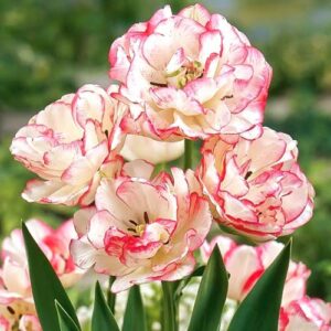 Тюльпан махровый Белиция в Краснодаре