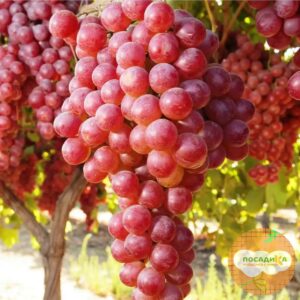 Виноград Виктория винная в Краснодаре