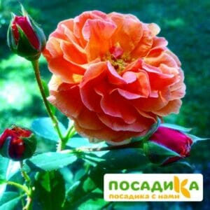 Роза Арабия в Краснодаре